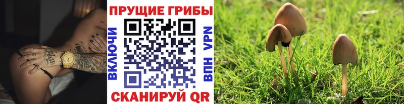 купить наркотики цена  гидра зеркало  Псилоцибиновые грибы MAGIC MUSHROOMS  Бакал 